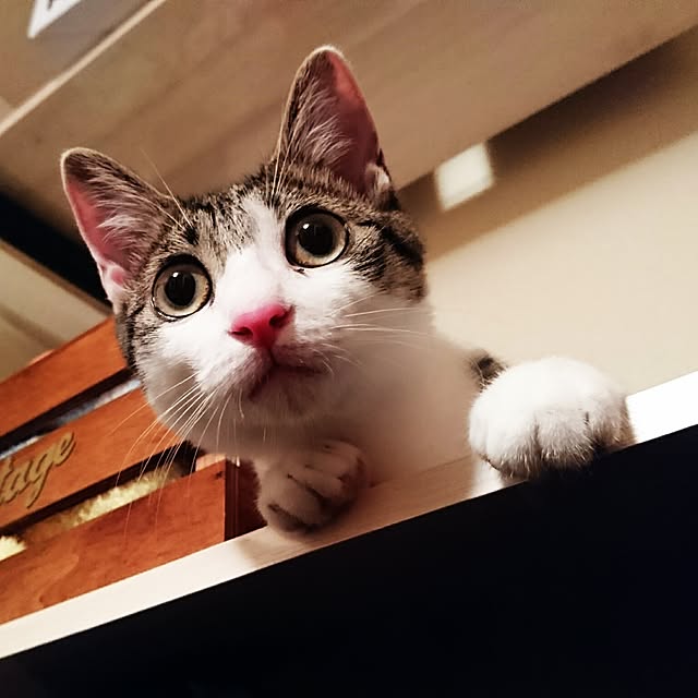 kiraさんの実例写真
