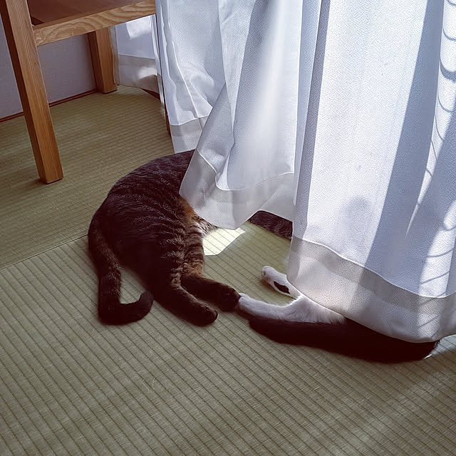 hihaさんの実例写真