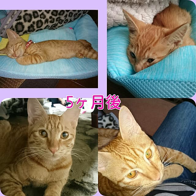 lemoned1126さんの実例写真