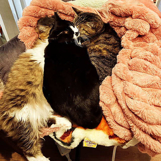 mihoさんの実例写真