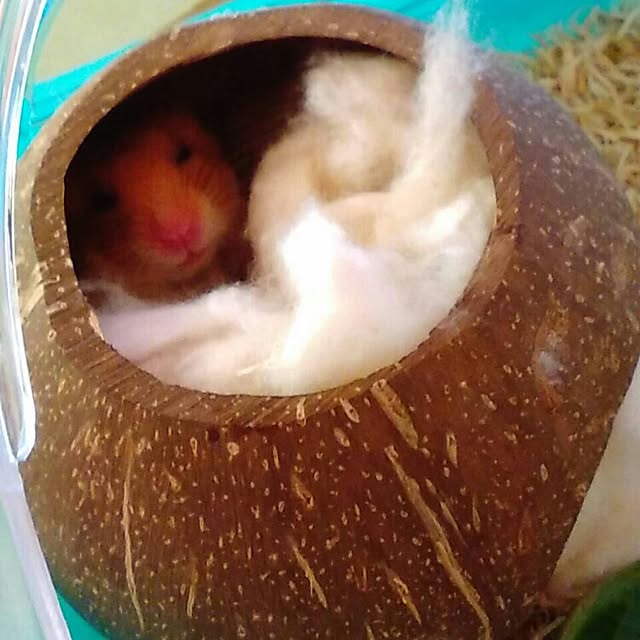 Miaさんの実例写真