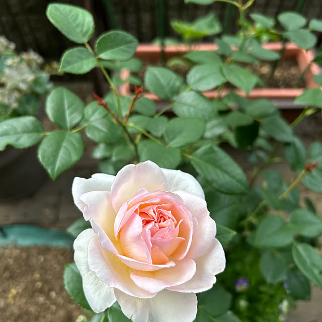 botanさんの部屋