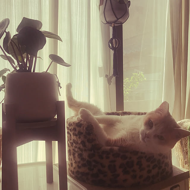 kou-kitiさんの実例写真