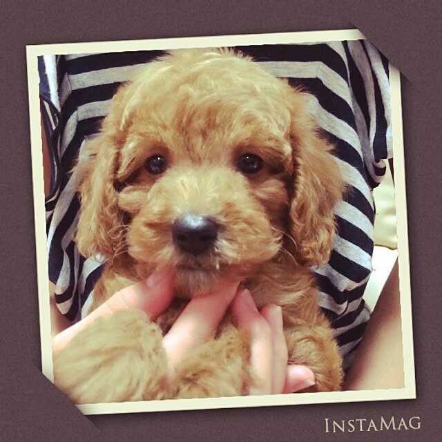 mireさんの実例写真