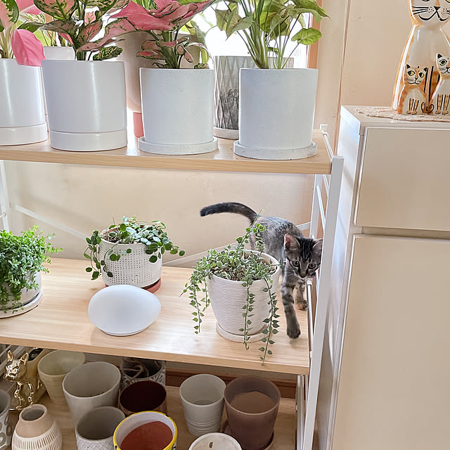 chinaさんの部屋