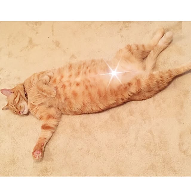 yuさんの実例写真