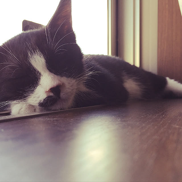 nekoさんの実例写真