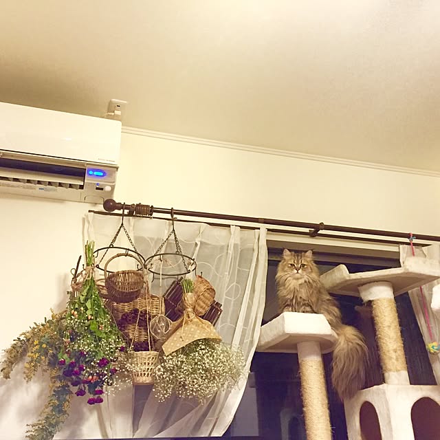 butachanさんの実例写真