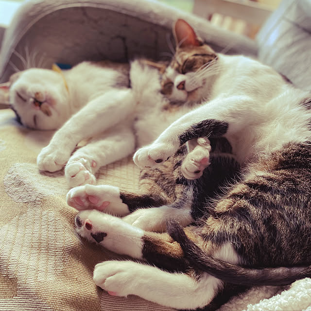 実例写真