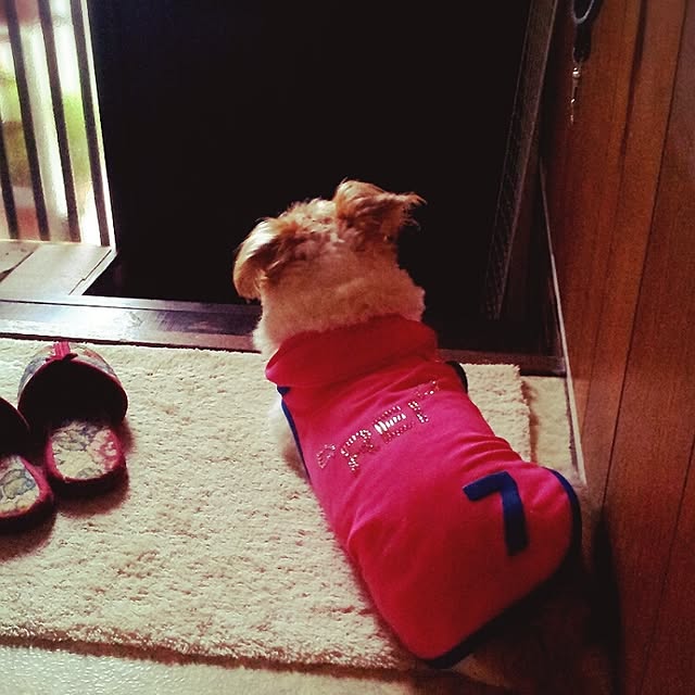 kakkyさんの実例写真