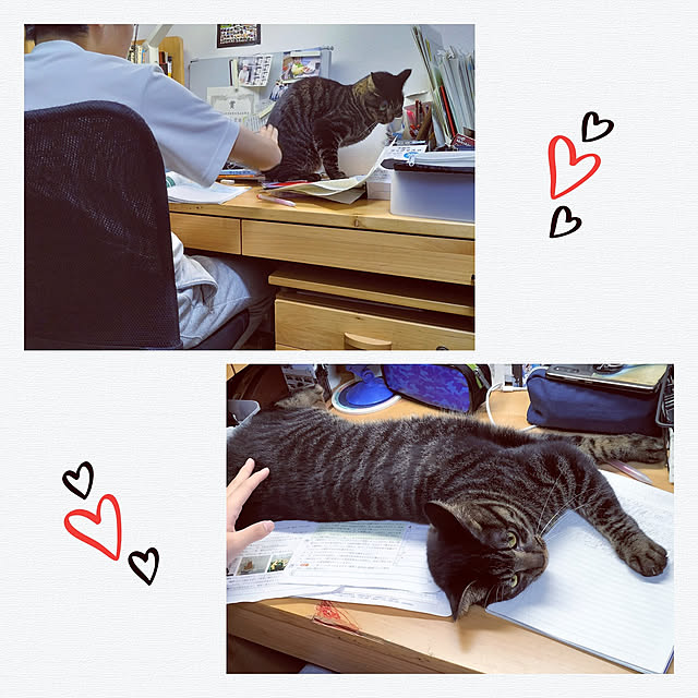 hihaさんの実例写真