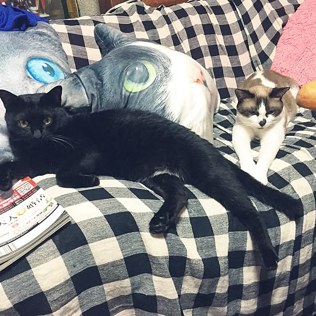 vivienne.coco-keiさんの実例写真