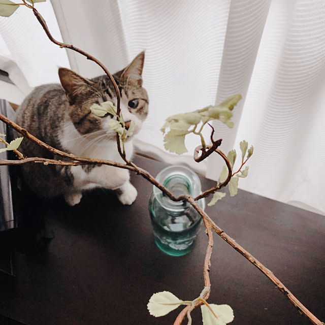 necomaru.comさんの実例写真