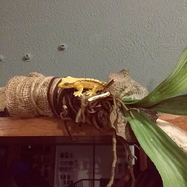 mioさんの実例写真