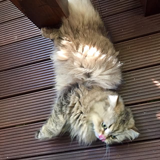 butachanさんの実例写真
