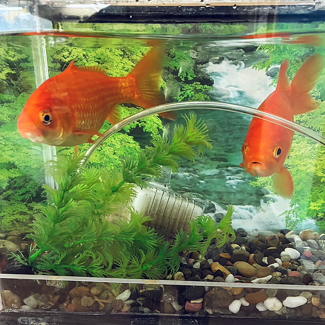 mary_loveさんの部屋