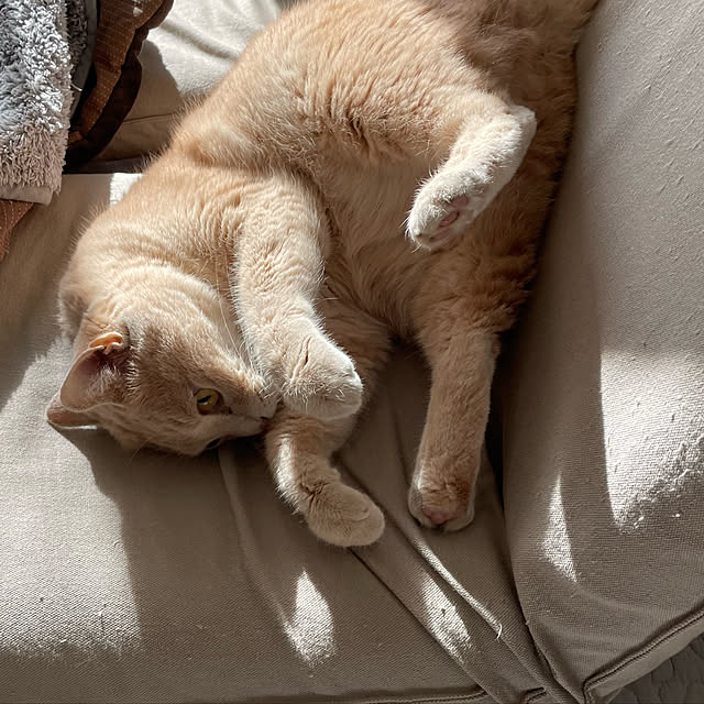 nicoさんの実例写真