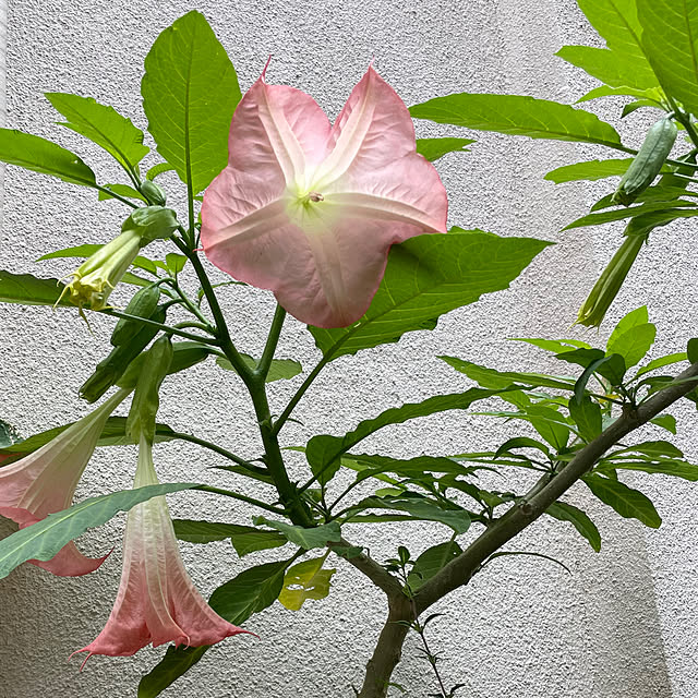 chouryuさんの実例写真