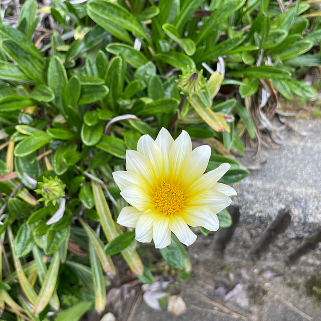 kakoさんの実例写真