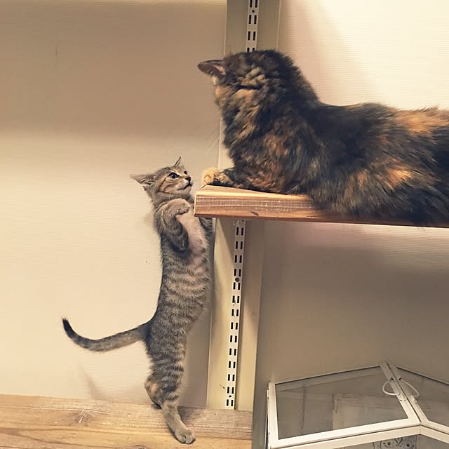 mikomaruさんの実例写真