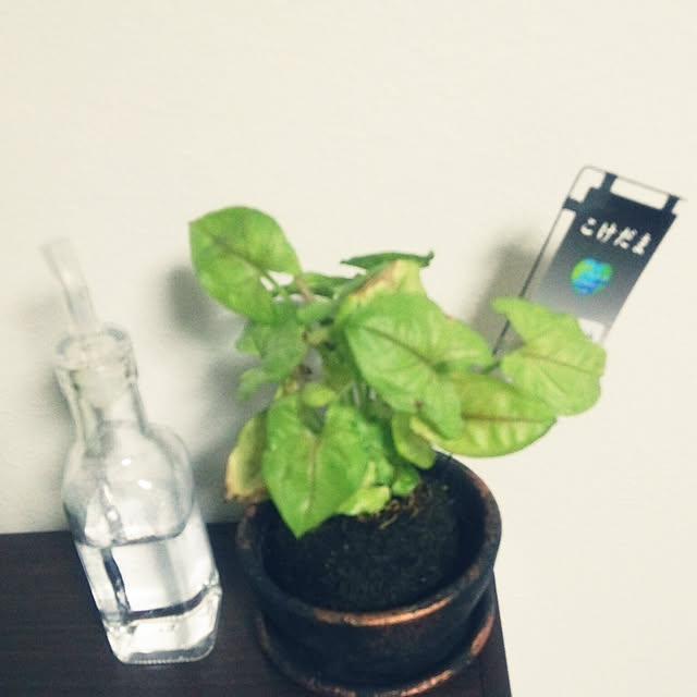 icchiさんの実例写真