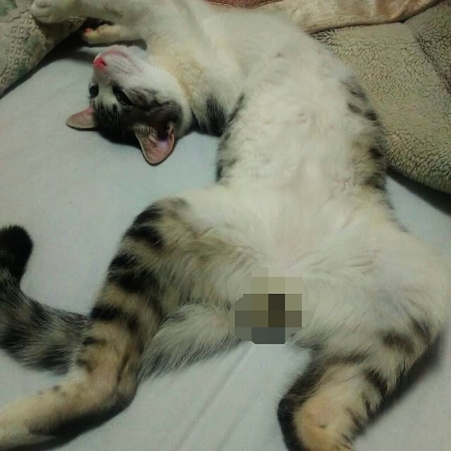 syungikuさんの実例写真
