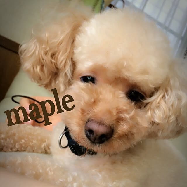 mapleさんの実例写真