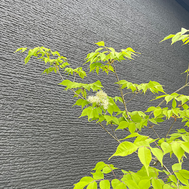 ayyyさんの実例写真