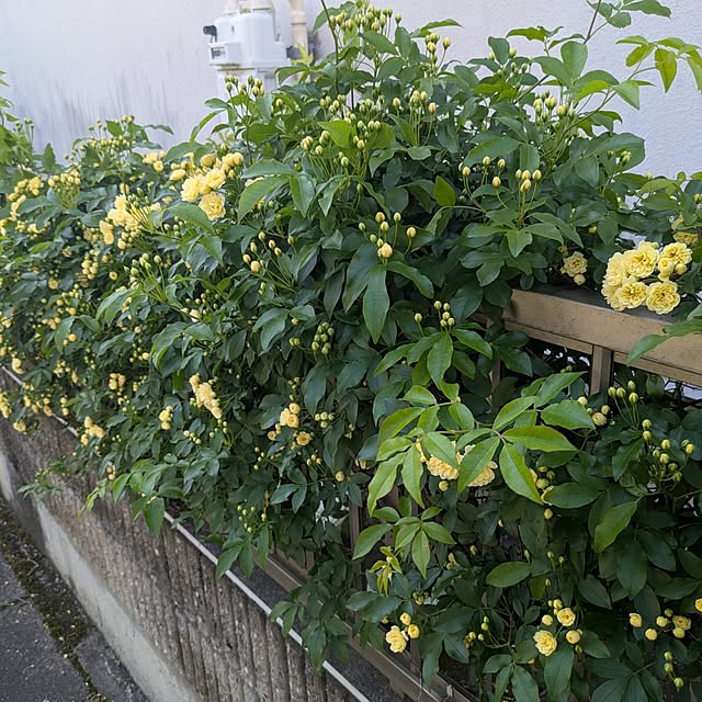 minnieさんの部屋