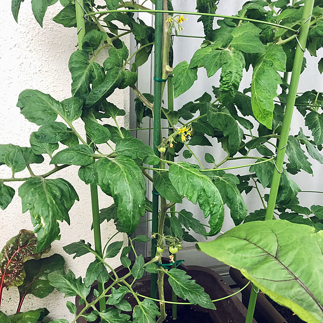 hanachanさんの部屋