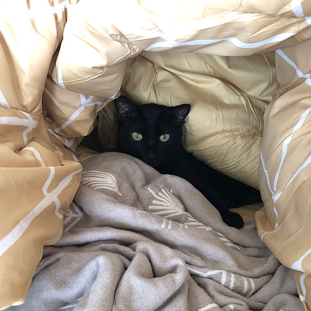 mameさんの実例写真
