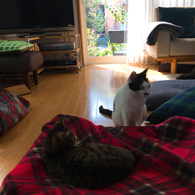 nobikoさんの実例写真