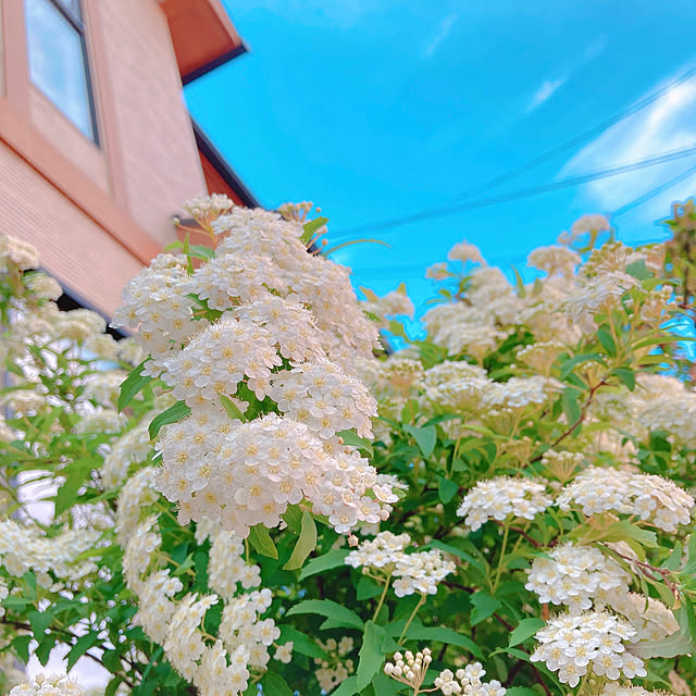 sophiaさんの実例写真