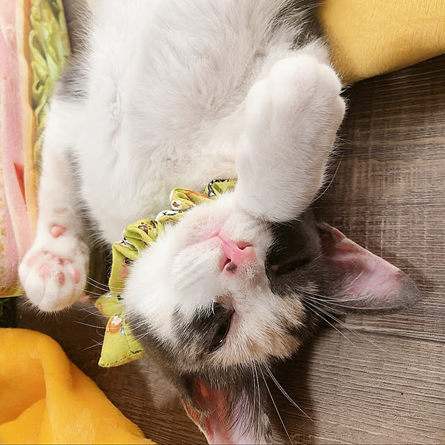 tomoyoさんの実例写真