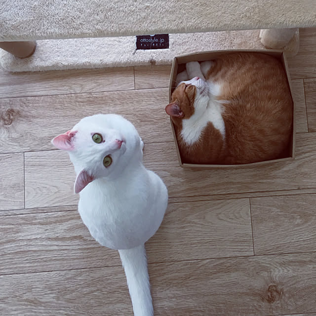 Non.Maru.Meiさんの実例写真