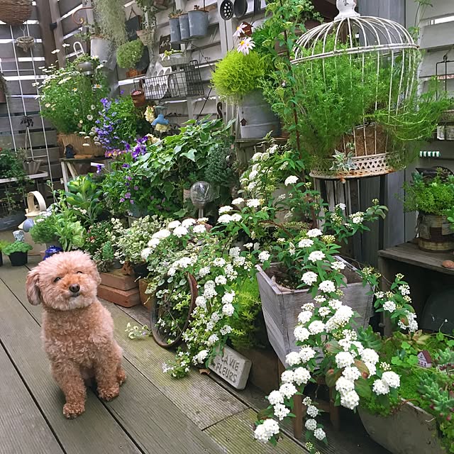 kurumichocoさんの実例写真