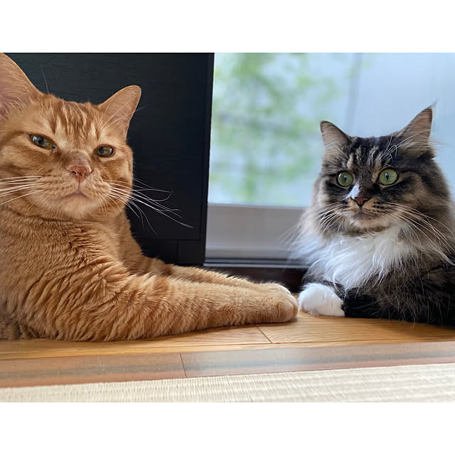 実例写真