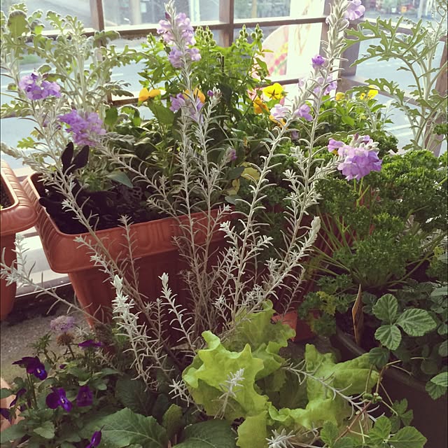 scabiosa1982さんの実例写真