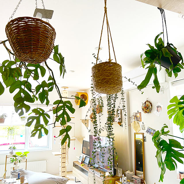 部屋全体/癒し/北欧インテリア/植物のある暮らし/観葉植物のある暮らしのインテリア実例 - 2023-07-31 21:51:40