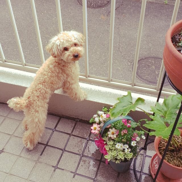 jun15さんの実例写真