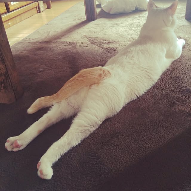 posauruさんの実例写真