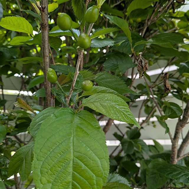 Miyumamaさんの部屋