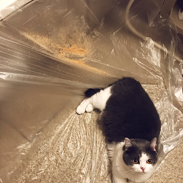 noikoさんの実例写真
