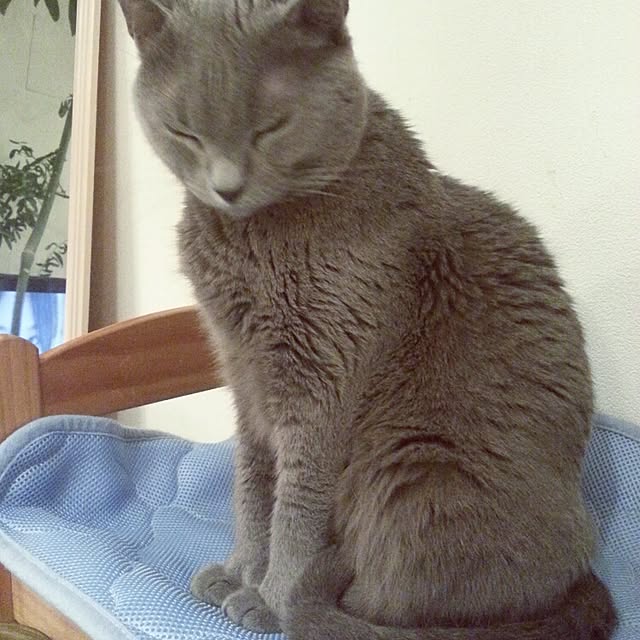 yzuさんの実例写真
