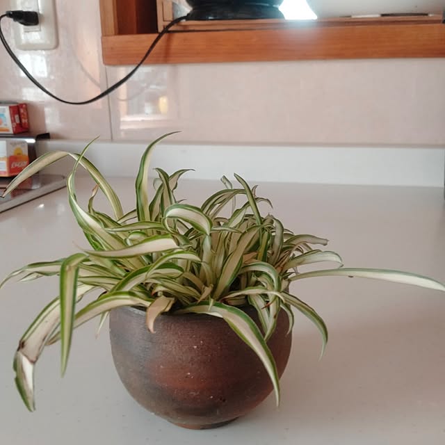 makaronさんの部屋