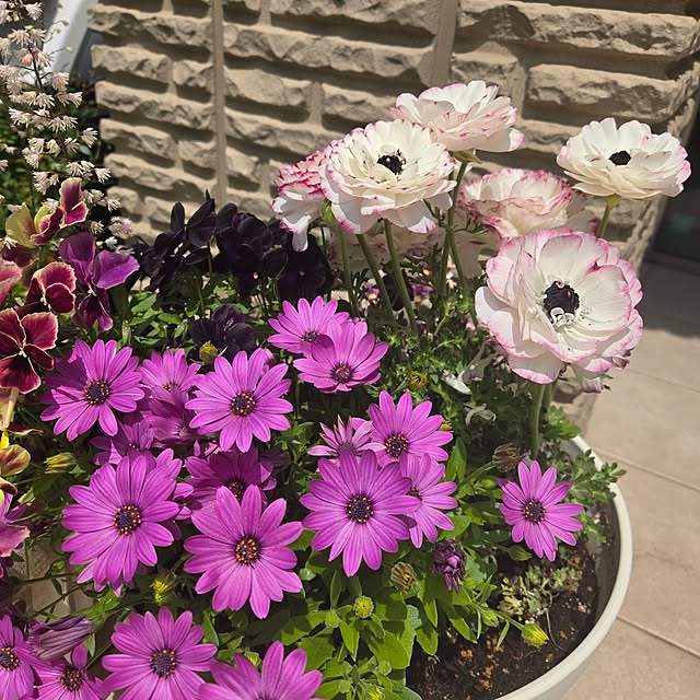 mutyukingさんの実例写真