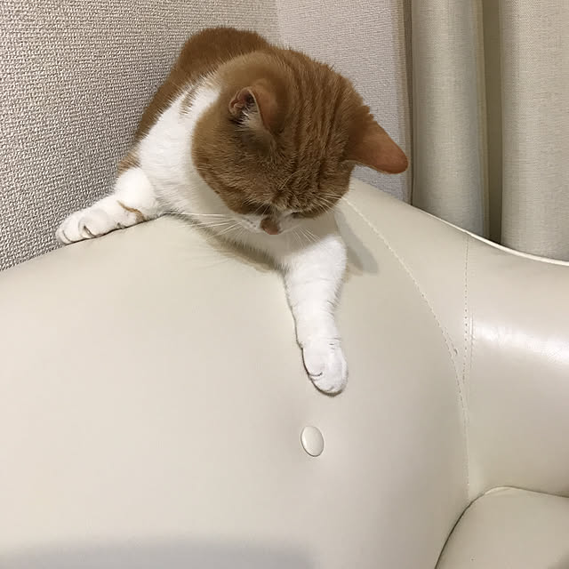 maruさんの実例写真