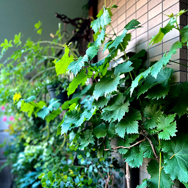 pooさんの部屋