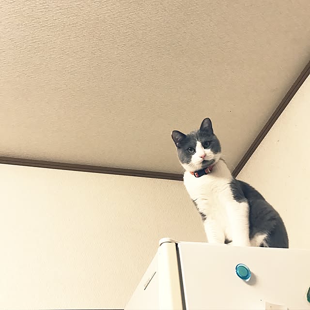 hacchiさんの実例写真