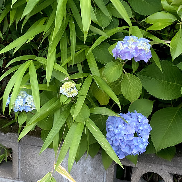 実例写真